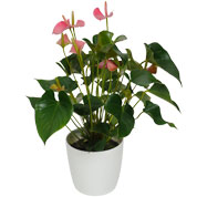 Antrio rosa C17 + Cachep Branco